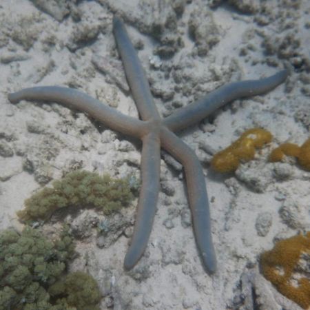Wasini Raha Snorkeling And Diving Apartment ภายนอก รูปภาพ