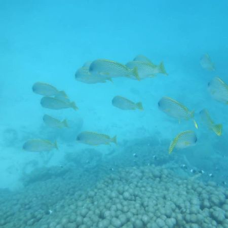 Wasini Raha Snorkeling And Diving Apartment ภายนอก รูปภาพ