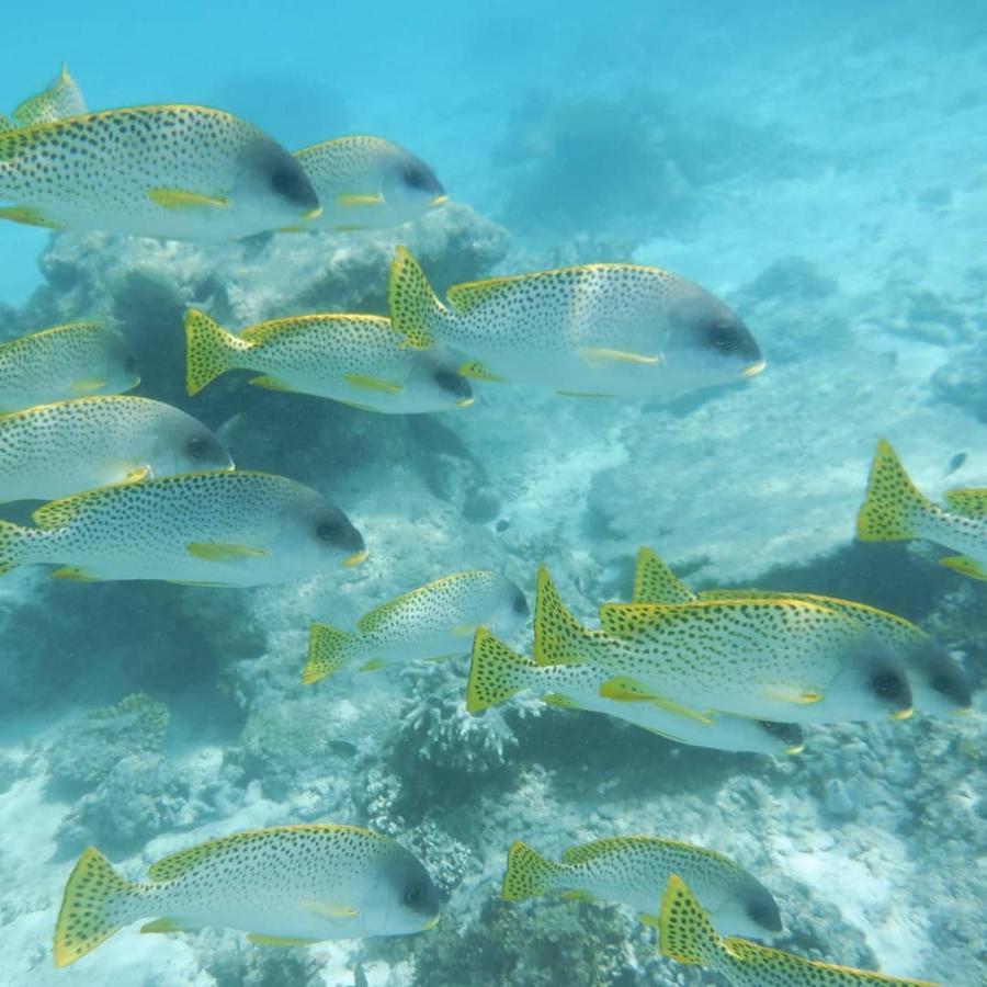 Wasini Raha Snorkeling And Diving Apartment ภายนอก รูปภาพ