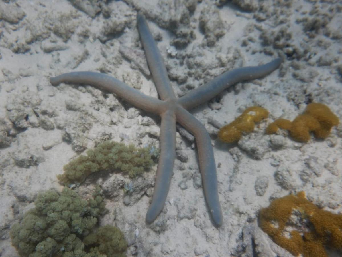 Wasini Raha Snorkeling And Diving Apartment ภายนอก รูปภาพ