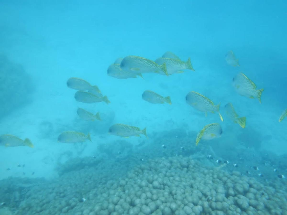 Wasini Raha Snorkeling And Diving Apartment ภายนอก รูปภาพ