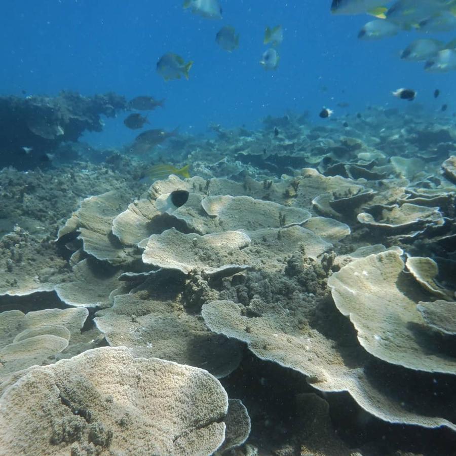 Wasini Raha Snorkeling And Diving Apartment ภายนอก รูปภาพ