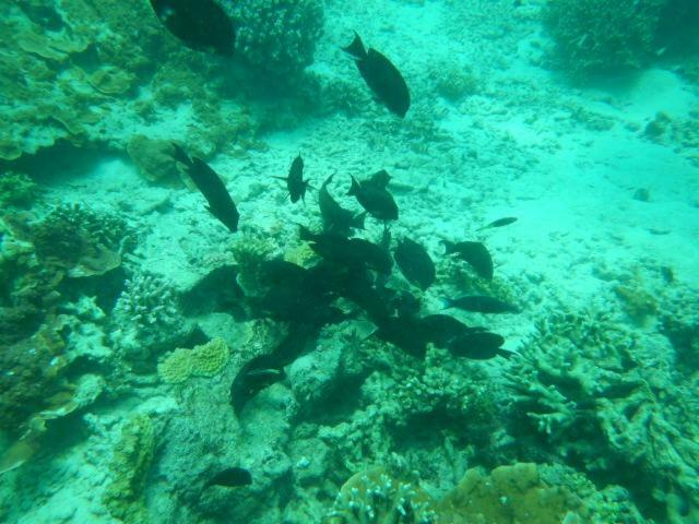 Wasini Raha Snorkeling And Diving Apartment ภายนอก รูปภาพ